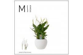 Spathiphyllum bellini 8+ bloem - Bolpot keramiek Wit, Decorum