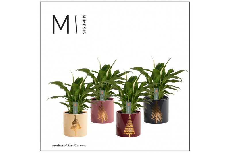Spathiphyllum chopin 3+ bloem - Manon keramiek, Rich love Spathiphyllum chopin 3+ bloem - Manon keramiek, Rich love