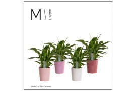 Spathiphyllum chopin 3+ bloem - Nienke keramiek, Luxury world