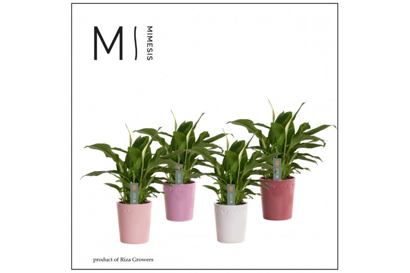Spathiphyllum chopin 3+ bloem - Nienke keramiek, Luxury world Spathiphyllum chopin 3+ bloem - Nienke keramiek, Luxury world
