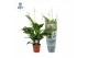 Spathiphyllum sweet chico 5+ bloem - AirSoPure hoes + etiket 