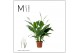 Spathiphyllum sweet chico 5+ bloem - Zonder hoes + Concorde etiket 