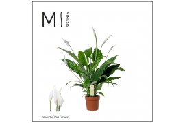 Spathiphyllum sweet chico 5+ bloem - Zonder hoes + Concorde etiket