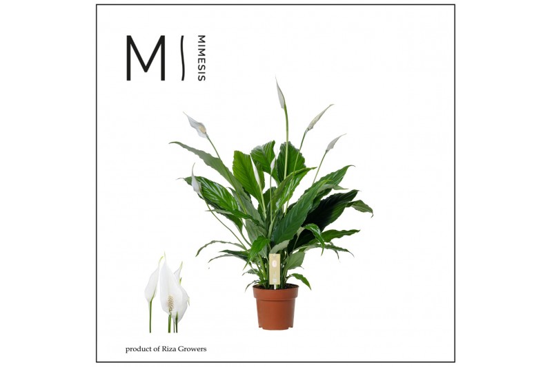 Spathiphyllum sweet chico 5+ bloem - Zonder hoes + Concorde etiket Spathiphyllum sweet chico 5+ bloem - Zonder hoes + Concorde etiket