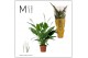 Spathiphyllum sweet chico 7+ bloem - Concorde hoes 