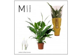 Spathiphyllum sweet chico 7+ bloem - Concorde hoes