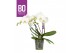 Phalaenopsis wit BO - Big 50 Whte - 2 tak ,14+ bloem 