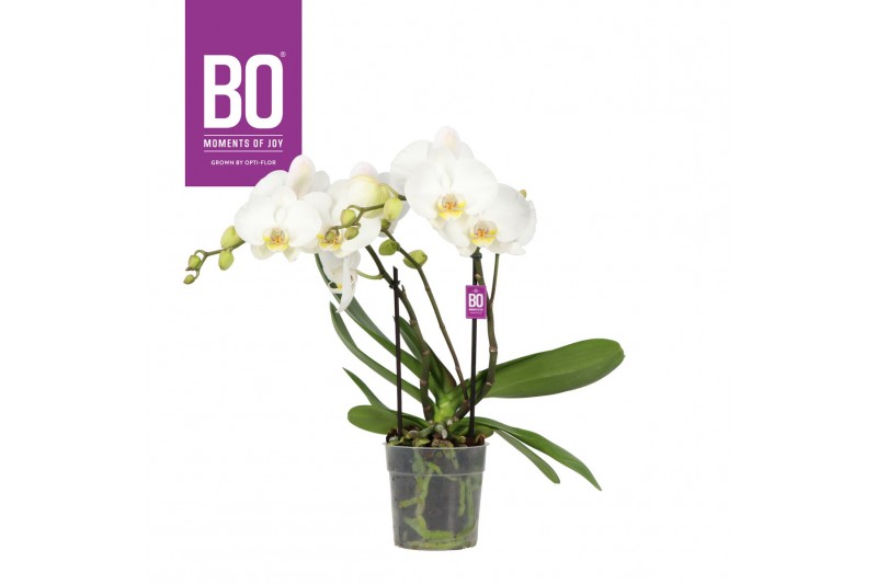 Phalaenopsis wit BO - Big 50 Whte - 2 tak ,14+ bloem Phalaenopsis wit BO - Big 50 Whte - 2 tak ,14+ bloem