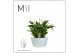 Spathiphyllum chopin in Ribana schaal Decorum 