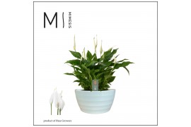 Spathiphyllum chopin in Ribana schaal Decorum