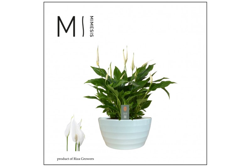 Spathiphyllum chopin in Ribana schaal Decorum Spathiphyllum chopin in Ribana schaal Decorum