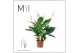 Spathiphyllum pico cupido 7+ bloem - Zonder hoes + Concorde etiket 