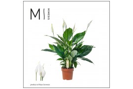 Spathiphyllum pico cupido 7+ bloem - Zonder hoes + Concorde etiket