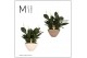 Spathiphyllum pico cupido 10+ bloem - Eileen pot, 2PP 