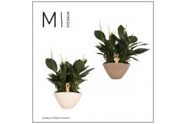 Spathiphyllum pico cupido 10+ bloem - Eileen pot, 2PP