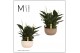 Spathiphyllum pico cupido 15+ bloem - Lynn schaal , 3PP 
