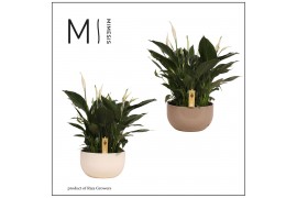 Spathiphyllum pico cupido 15+ bloem - Lynn schaal , 3PP