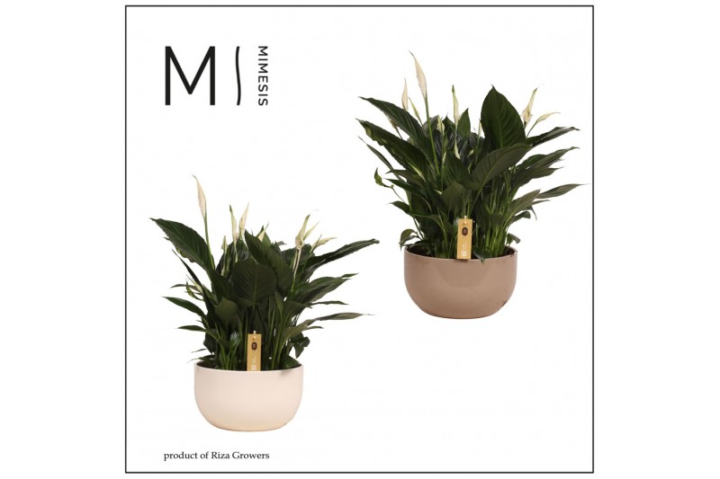 Spathiphyllum pico cupido 15+ bloem - Lynn schaal , 3PP Spathiphyllum pico cupido 15+ bloem - Lynn schaal , 3PP