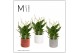 Spathiphyllum bellini 8+ bloem - Katie keramiek, Stone touch - Essenti 