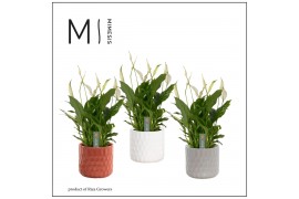 Spathiphyllum bellini 8+ bloem - Katie keramiek, Stone touch - Essenti
