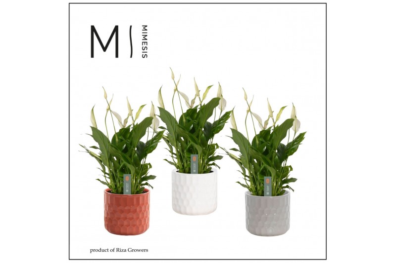 Spathiphyllum bellini 8+ bloem - Katie keramiek, Stone touch - Essenti Spathiphyllum bellini 8+ bloem - Katie keramiek, Stone touch - Essenti