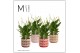 Spathiphyllum bellini 8+ bloem - Maartje keramiek, Craft world - Decor 