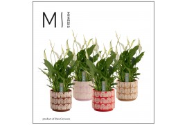 Spathiphyllum bellini 8+ bloem - Maartje keramiek, Craft world - Decor