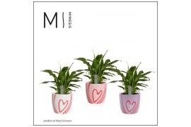 Spathiphyllum bellini 8+ bloem - Sweet keramiek, Party love