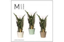 Spathiphyllum sweet chico 5+ bloem - Concorde hoes in Amanda keramiek