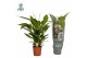 Spathiphyllum vivaldi 2+ bloem - AirSoPure 