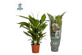Spathiphyllum vivaldi 2+ bloem - AirSoPure