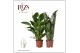 Spathiphyllum vivaldi 2+ bloem - Blanco hoes 