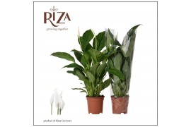 Spathiphyllum vivaldi 2+ bloem - Blanco hoes