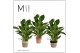Spathiphyllum vivaldi 3+ bloem - Jelle mand, Essential 
