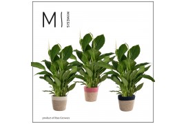 Spathiphyllum vivaldi 3+ bloem - Jelle mand, Essential
