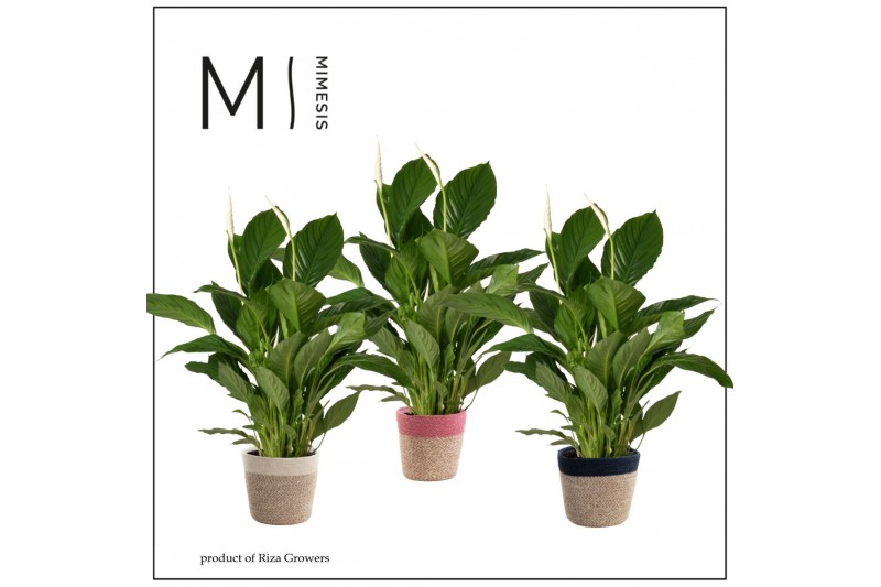Spathiphyllum vivaldi 3+ bloem - Jelle mand, Essential Spathiphyllum vivaldi 3+ bloem - Jelle mand, Essential