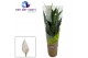 Spathiphyllum vivaldi 2+ bloem - Ultimo hoes 