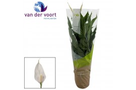 Spathiphyllum vivaldi 2+ bloem - Ultimo hoes