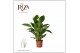 Spathiphyllum vivaldi 2+ bloem - Zonder hoes 