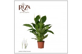 Spathiphyllum vivaldi 2+ bloem - Zonder hoes
