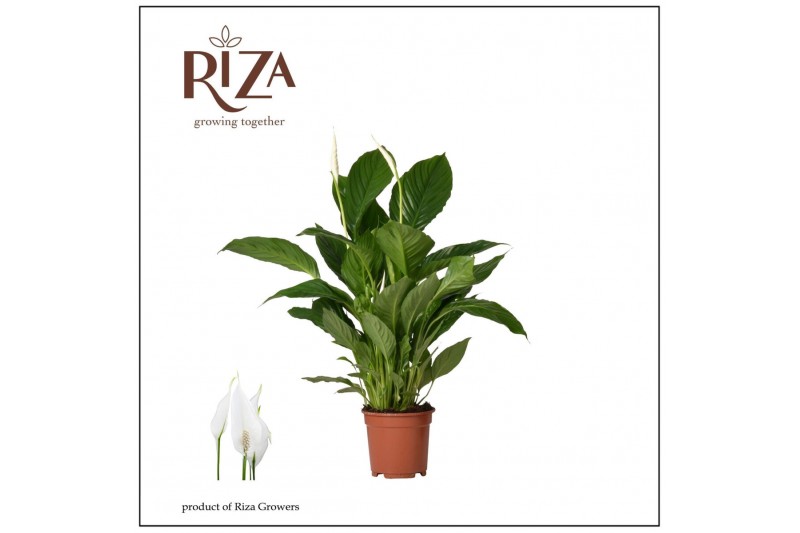 Spathiphyllum vivaldi 2+ bloem - Zonder hoes 