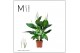 Spathiphyllum sweet ricardo 5+ bloem - Zonder hoes + Concorde etiket 