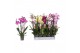 Phalaenopsis mix 5 tak - 30+ bloemen 