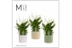Spathiphyllum chopin 8+ bloem - Lou keramiek, Nature world 