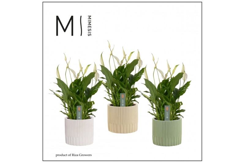 Spathiphyllum chopin 8+ bloem - Lou keramiek, Nature world Spathiphyllum chopin 8+ bloem - Lou keramiek, Nature world
