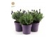 Lavandula stoechas anouk white 