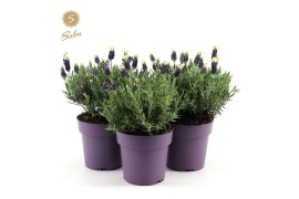 Lavandula stoechas anouk white