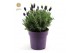 Lavandula stoechas anouk white 