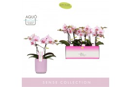 Phalaenopsis roze MyMonro - Make-up - 2 tak - Molise Lilac Aquo