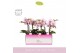 Phalaenopsis roze MyMonro - Make-up - 2 tak - Molise Lilac Aquo 